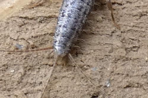 Ctenolepisma sp.